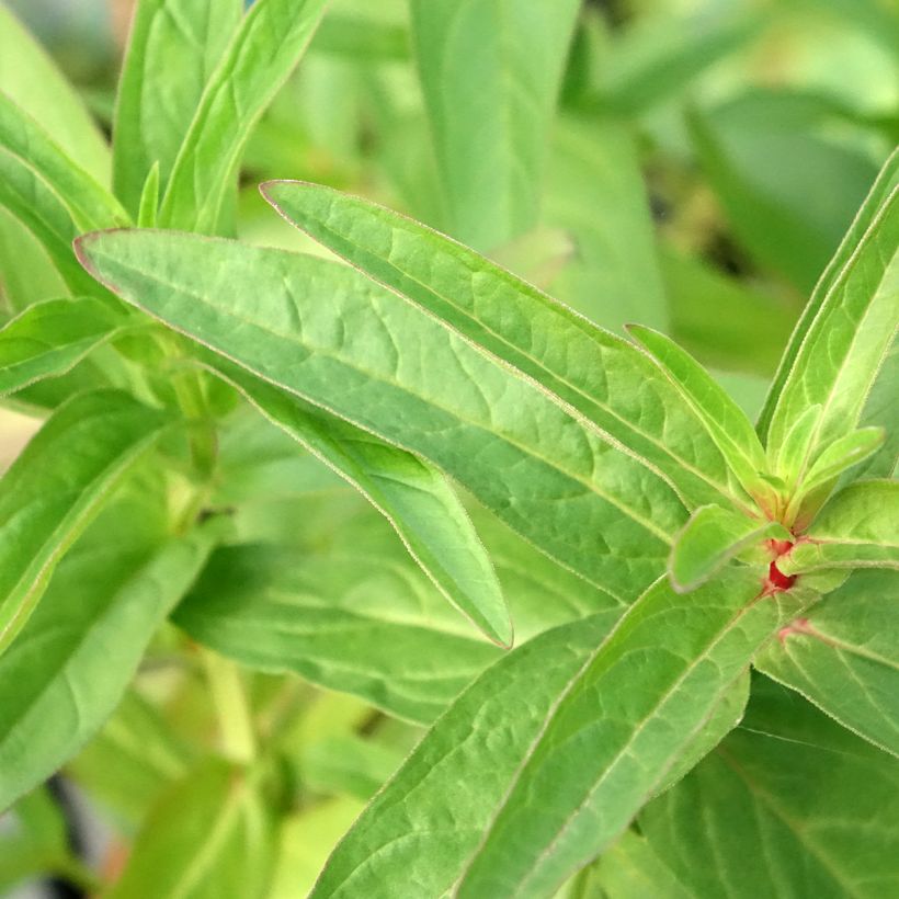 Lysimachia thyrsiflora - Moeraswederik (Blad)