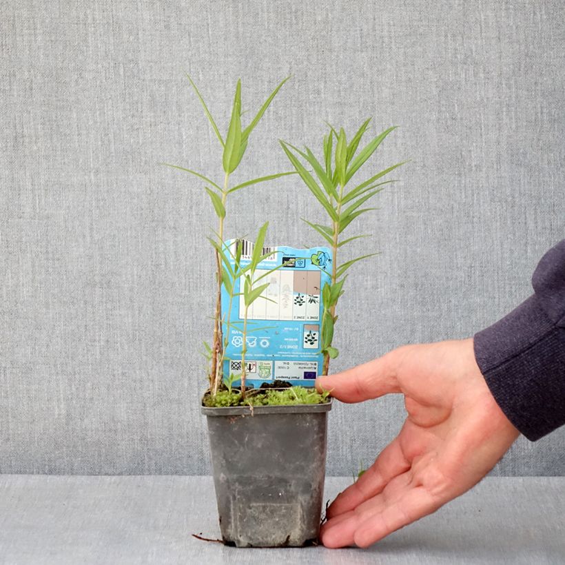 Exemplaar van Lysimachia thyrsiflora - Moeraswederik Kweekpotje van 8/9 cm zoals geleverd in de lente