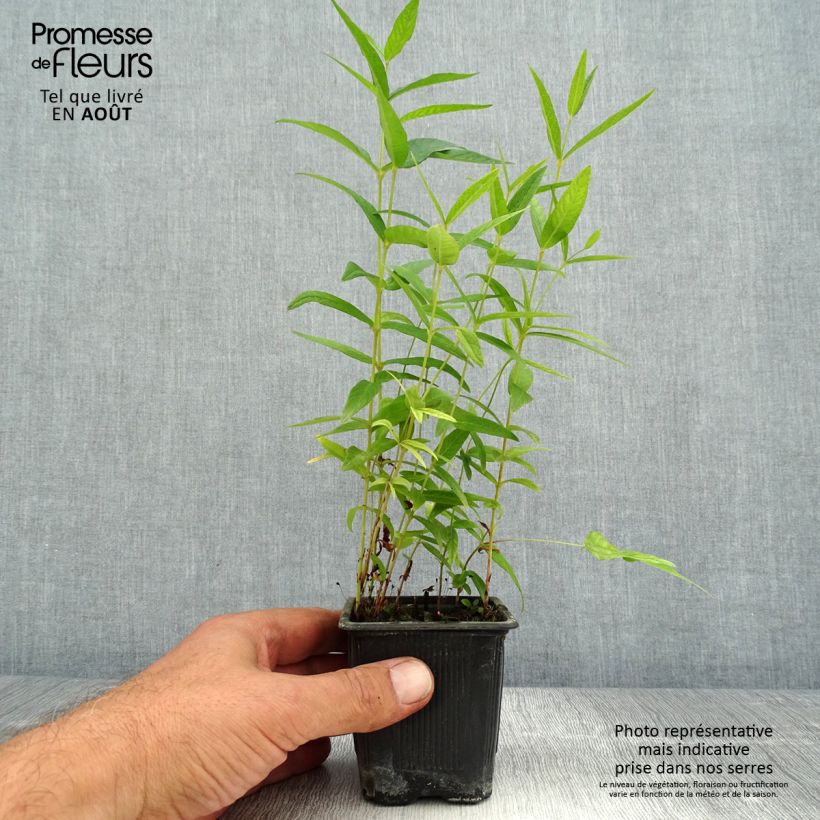 Exemplaar van Lysimachia vulgaris - Grote wederik Kweekpotje van 8/9 cm zoals geleverd in de zomer