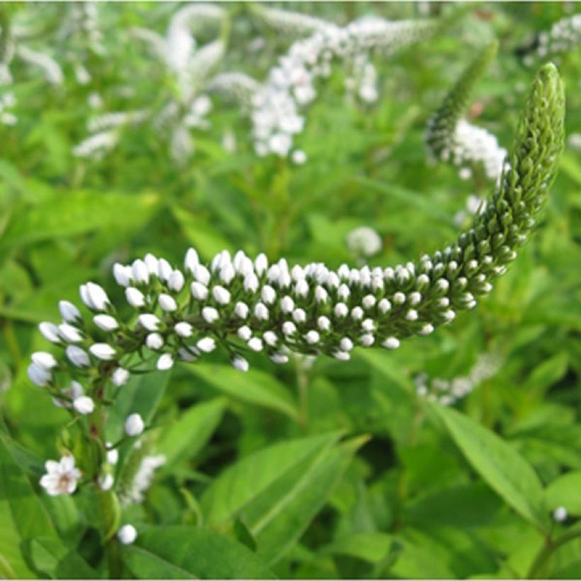 Lysimachia clethroides - Witte troswederik (Flowering)