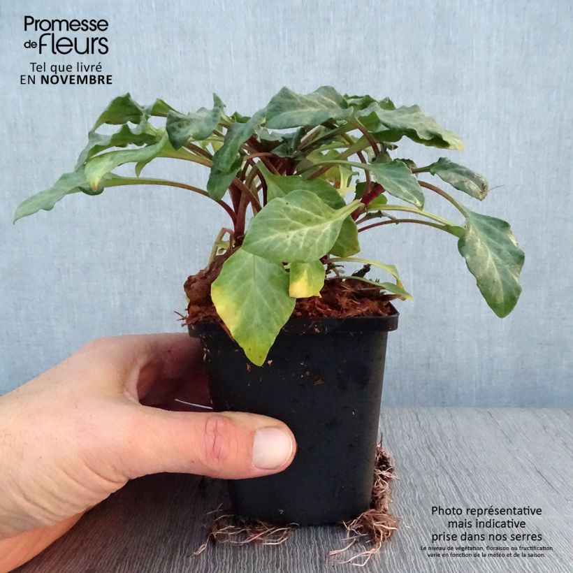 Exemplaar van Lysimachia atropurpurea Beaujolais - Wederik Kweekpotje van 8/9 cm zoals geleverd in de herfst
