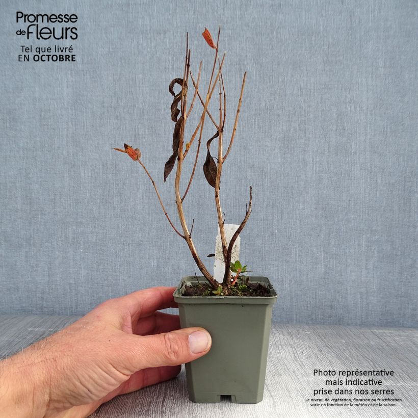 Exemplaar van Lythrum salicaria Blush - Grote kattenstaart Kweekpotje van 8/9 cm zoals geleverd in de herfst
