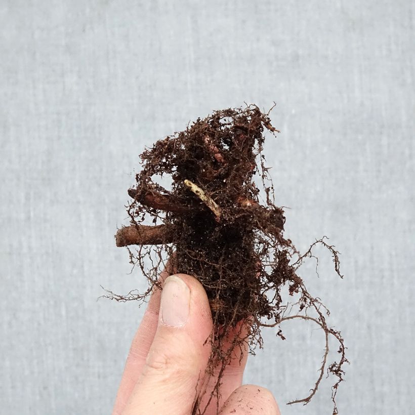 Exemplaar van Lythrum salicaria Robert - Grote kattenstaart Naakte wortel zoals geleverd in de winter