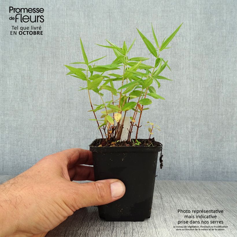Exemplaar van Lythrum salicaria Swirl - Grote kattenstaart Kweekpotje van 8/9 cm zoals geleverd in de herfst