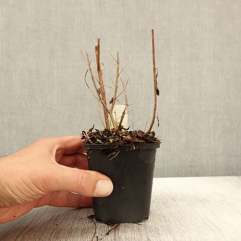 Exemplaar van Lythrum virgatum Dropmore Purple - Roedekattenstaart Kweekpotje van 8/9 cm zoals geleverd in de herfst