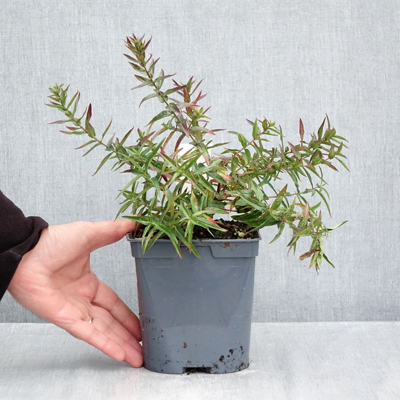Exemplaar van Lythrum virgatum Dropmore Purple - Roedekattenstaart Pot van 2 l/3 l zoals geleverd in de herfst
