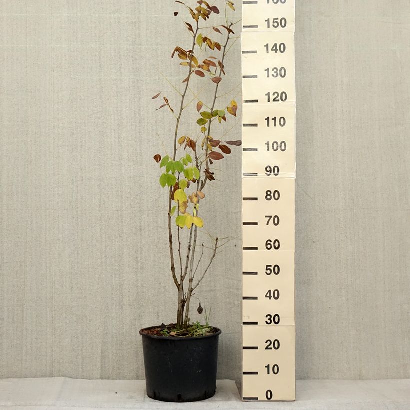 Exemplaar van Maackia amurensis - Japanse zilverboom Pot van 18 l/20 l zoals geleverd in de herfst
