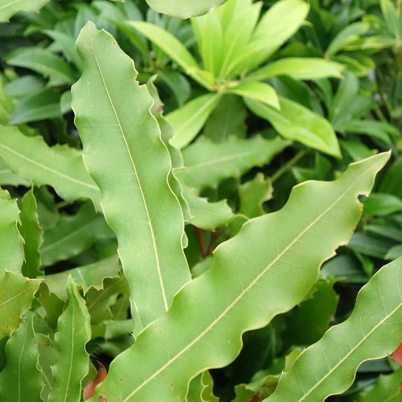 Macadamia Beaumont - Macadamianoot (Blad)