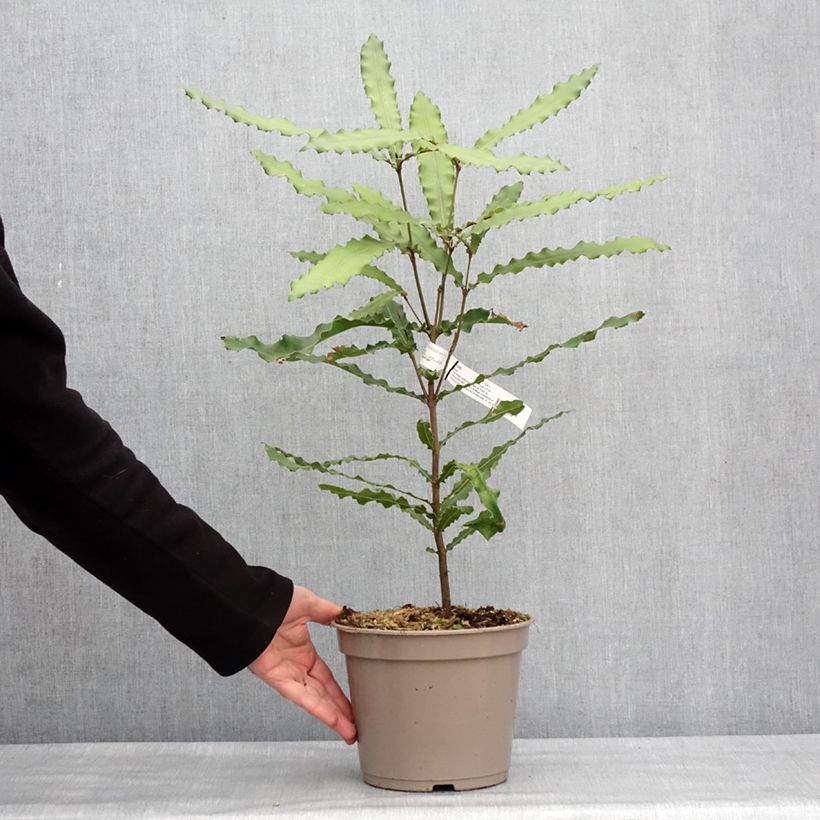 Exemplaar van Macadamia Beaumont - Noix de Macadamia Pot de 4L/5L zoals geleverd in de winter