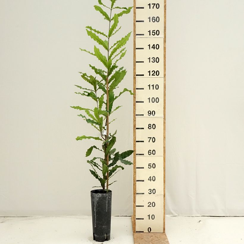 Exemplaar van Macadamia integrifolia - Macadamianoot Pot van 4 l/5 l zoals geleverd in de zomer