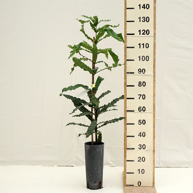 Exemplaar van Macadamia integrifolia - Macadamianoot Pot van 4 l/5 l zoals geleverd in de lente
