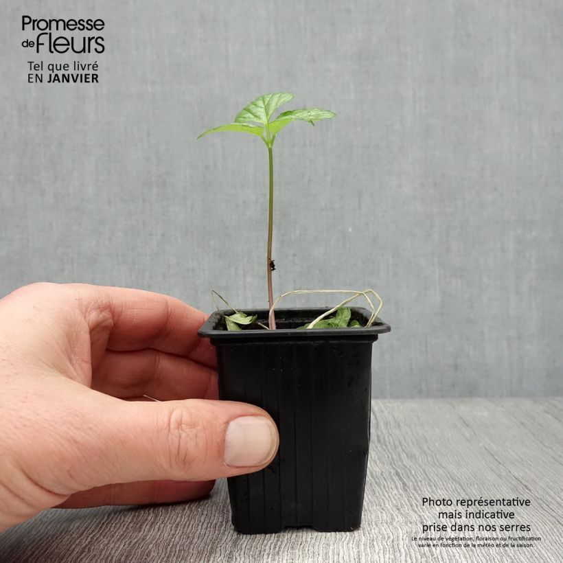 Exemplaar van Zwartmoeskervel - Smyrnium olusatrum Kweekpotje van 7/8 cm zoals geleverd in de winter