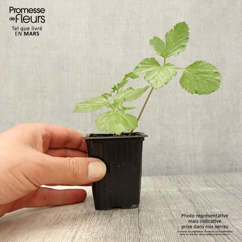 Exemplaar van Zwartmoeskervel - Smyrnium olusatrum Kweekpotje van 7/8 cm zoals geleverd in de lente