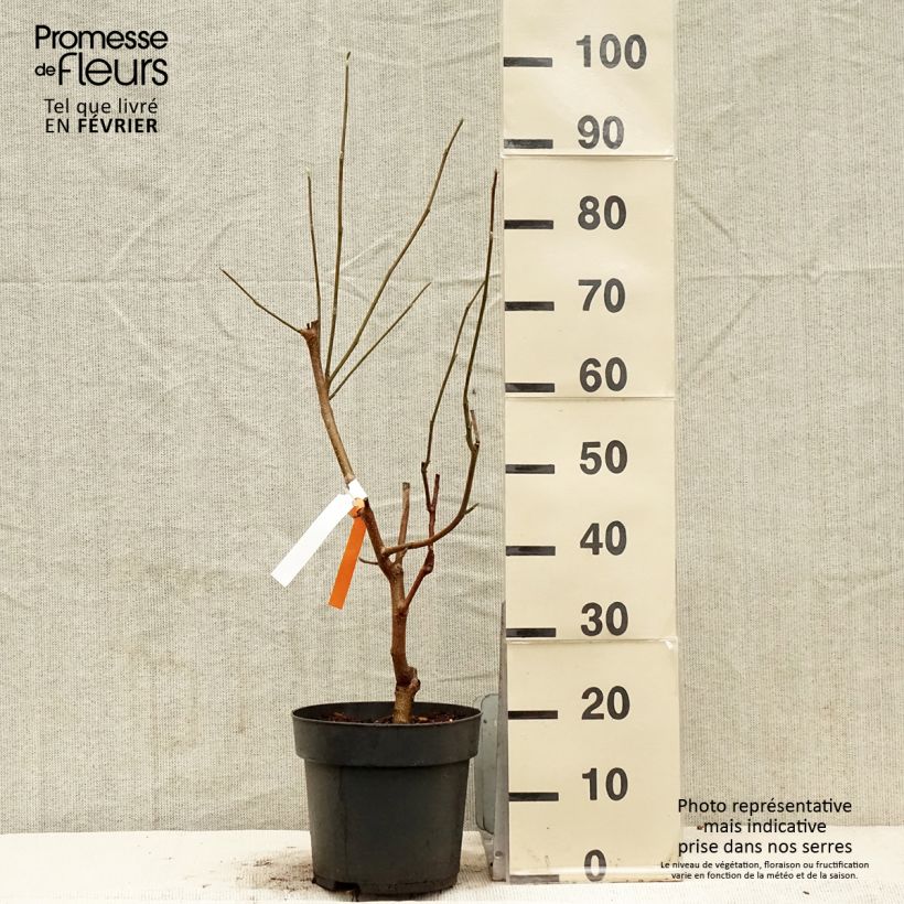 Exemplaar van Magnolia acuminata Blue Baby Pot de 6L/7L zoals geleverd in de winter