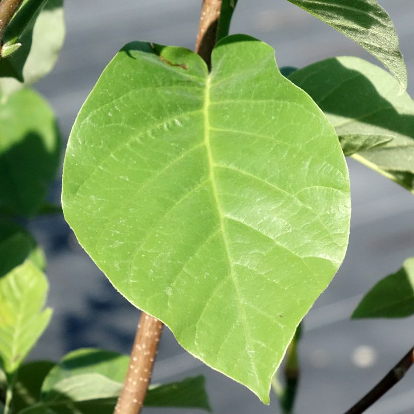 Magnolia acuminata Blue Baby - Beverboom (Blad)