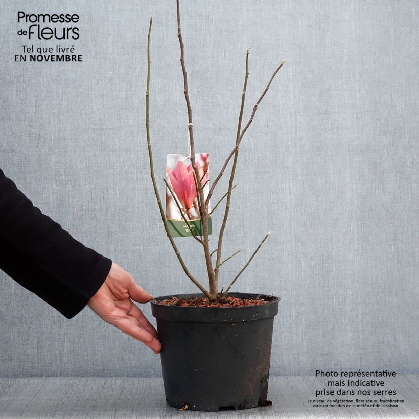 Exemplaar van Magnolia Betty - Beverboom Pot van 4 l/5 l zoals geleverd in de herfst