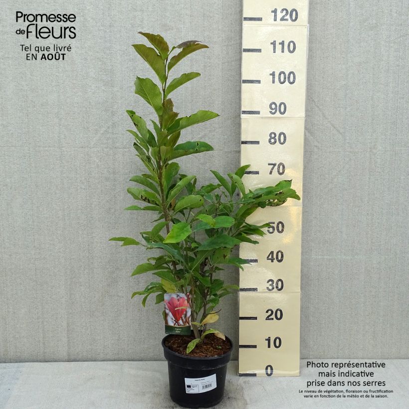 Exemplaar van Magnolia Betty - Beverboom Pot van 4 l/5 l zoals geleverd in de zomer