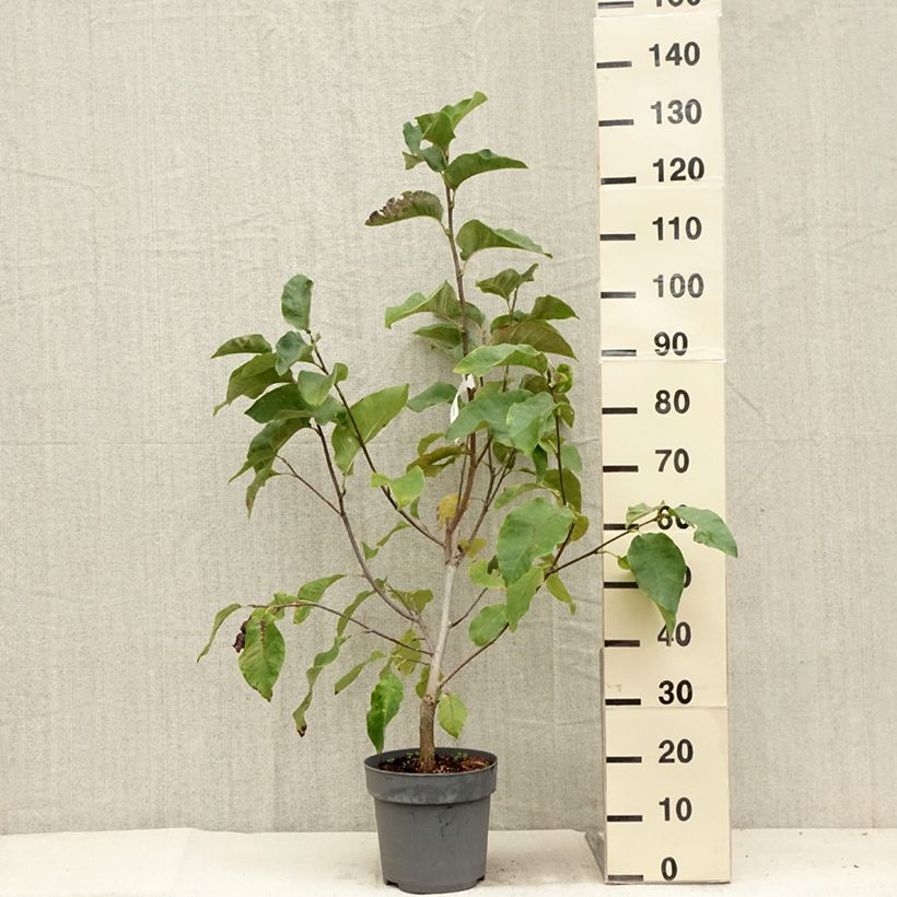 Exemplaar van Magnolia Black Beauty - Beverboom Pot van 6 l/7 l zoals geleverd in de zomer