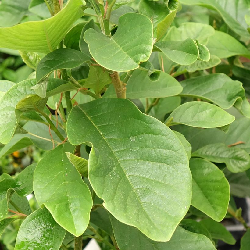 Magnolia Burgundy Star - Beverboom (Blad)