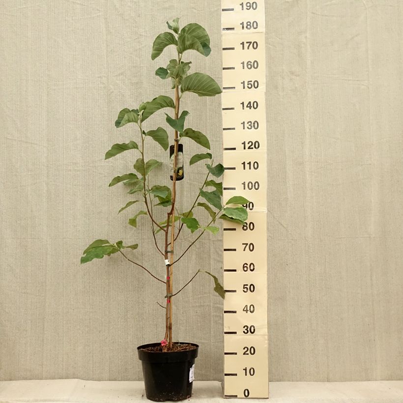 Exemplaar van Magnolia Daphne - Beverboom Pot van 7,5 l/10 l zoals geleverd in de herfst