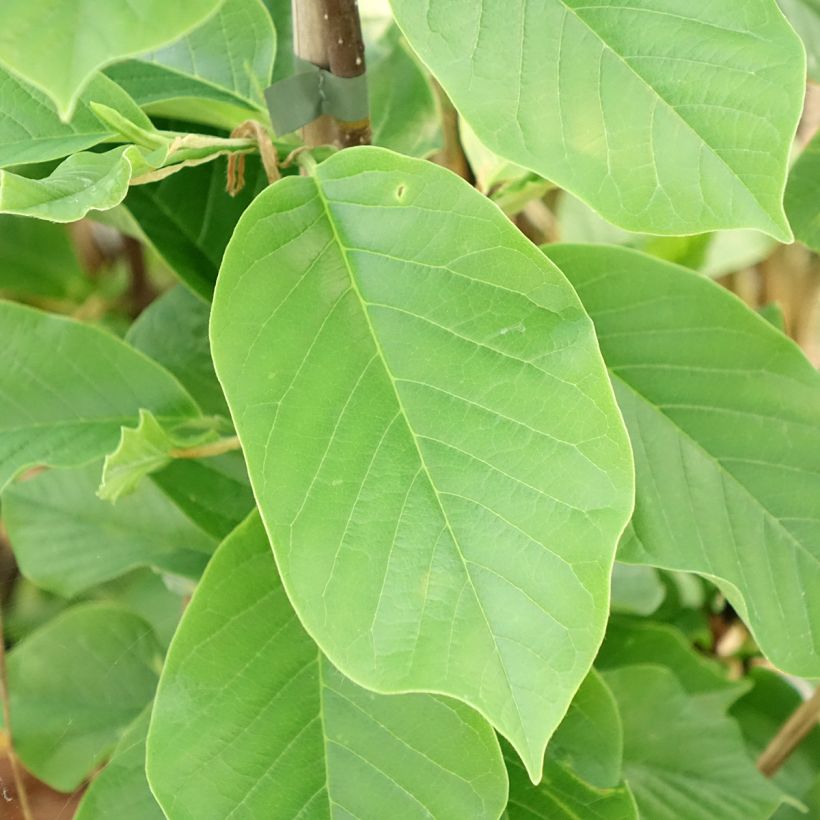 Magnolia Daybreak - Beverboom (Blad)