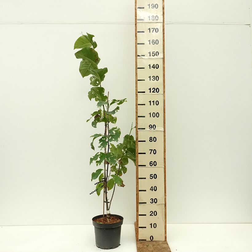 Exemplaar van Magnolia Daybreak - Beverboom Pot van 7,5 l/10 l zoals geleverd in de zomer