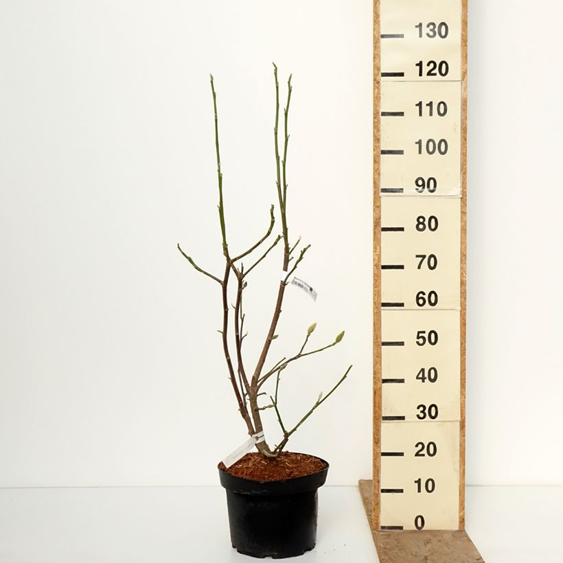 Exemplaar van Magnolia Daybreak - Beverboom Pot van 7,5 l/10 l zoals geleverd in de winter