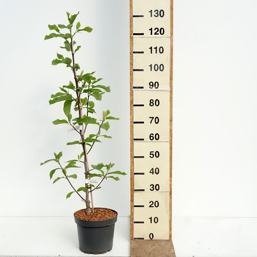 Exemplaar van Magnolia Daybreak - Beverboom Pot van 7,5 l/10 l zoals geleverd in de lente
