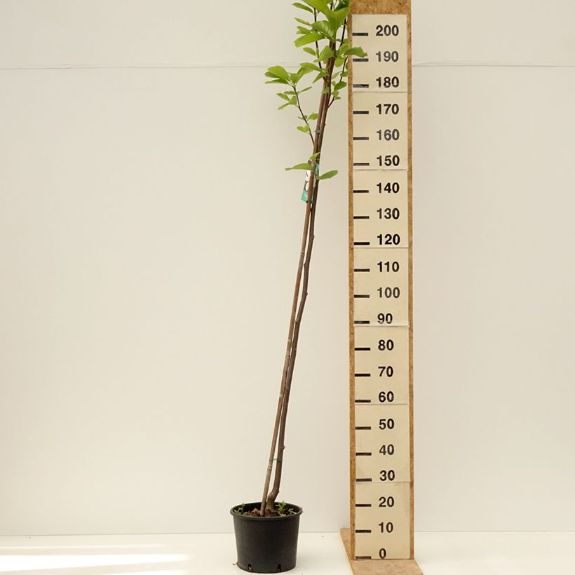 Exemplaar van Magnolia denudata Double Diamond - Oosterse magnolia Pot van 7,5 l/10 l zoals geleverd in de lente