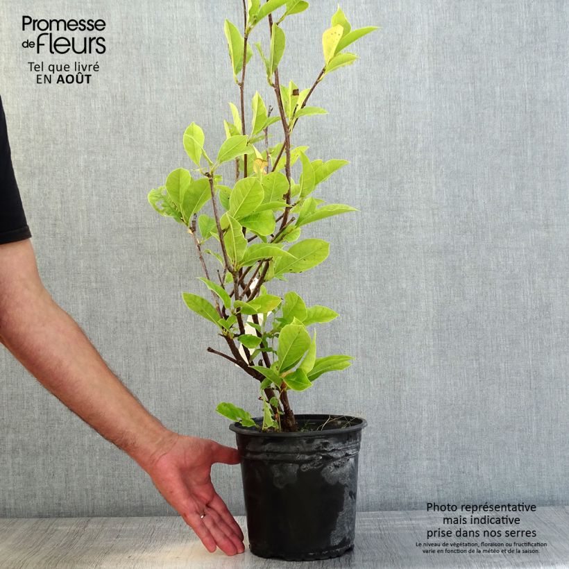Exemplaar van Magnolia denudata Festirose - Oosterse magnolia Pot van 4 l/5 l zoals geleverd in de zomer