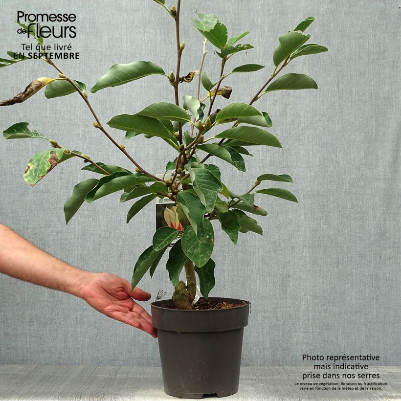 Exemplaar van Magnolia denudata Sunrise - Beverboom Pot van 3 l/4 l zoals geleverd in de herfst