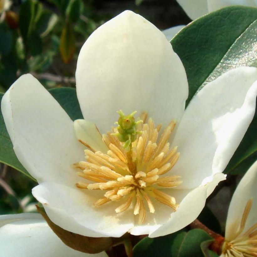 Magnolia dianica Summer Snowflake - Bananenstruik (Bloei)