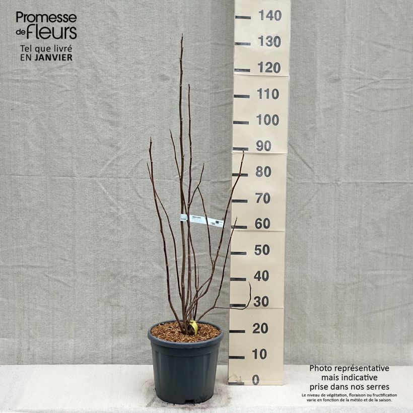 Exemplaar van Magnolia Elisabeth - Beverboom Pot van 7,5 l/10 l zoals geleverd in de winter
