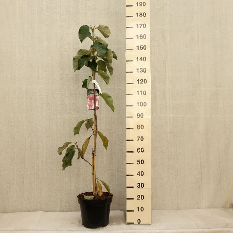 Exemplaar van Magnolia Emperor - Gewone magnolia Pot van 7,5 l/10 l zoals geleverd in de herfst