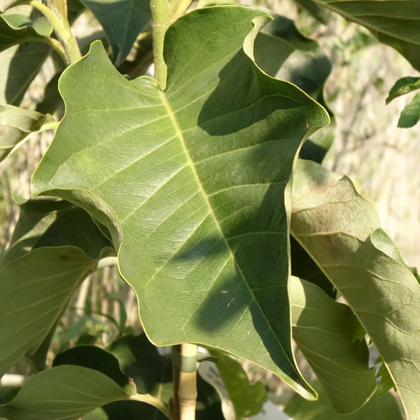 Magnolia Emperor - Gewone magnolia (Blad)