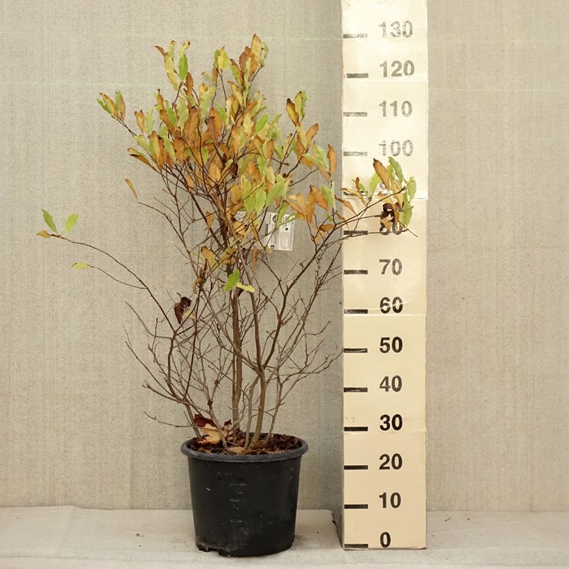 Exemplaar van Magnolia stellata Waterlily - Stermagnolia Pot van 7,5 l/10 l zoals geleverd in de herfst