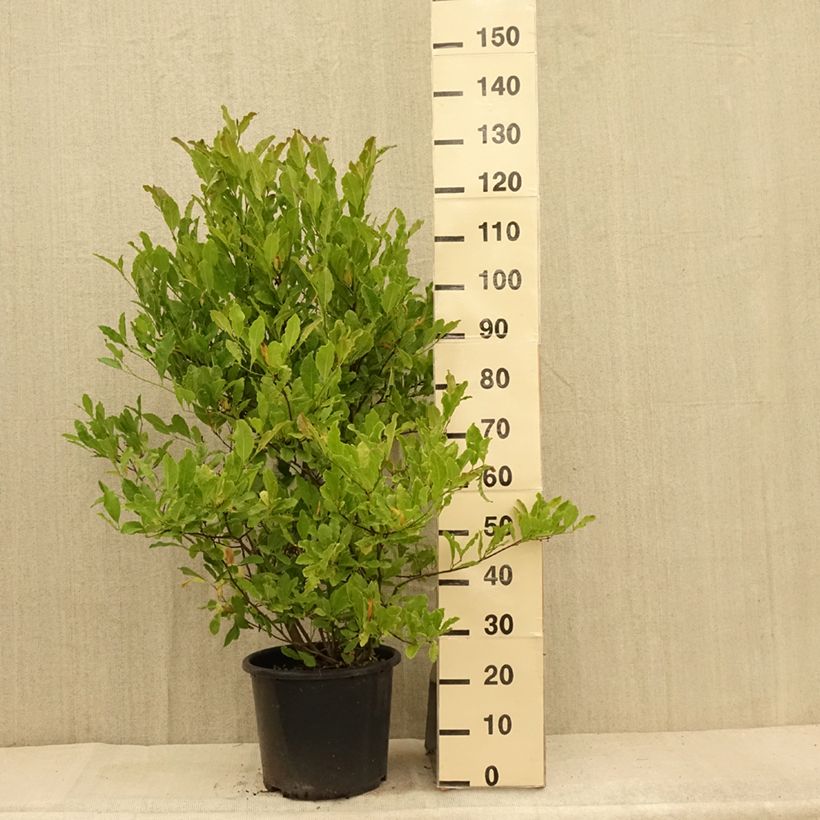 Exemplaar van Magnolia stellata Waterlily - Stermagnolia Pot van 7,5 l/10 l zoals geleverd in de zomer