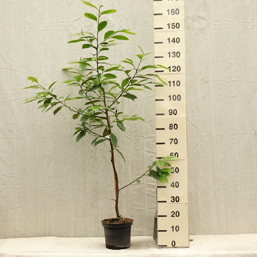 Exemplaar van Magnolia Fairy Cream - Beverboom Pot van 3 l/4 l zoals geleverd in de zomer