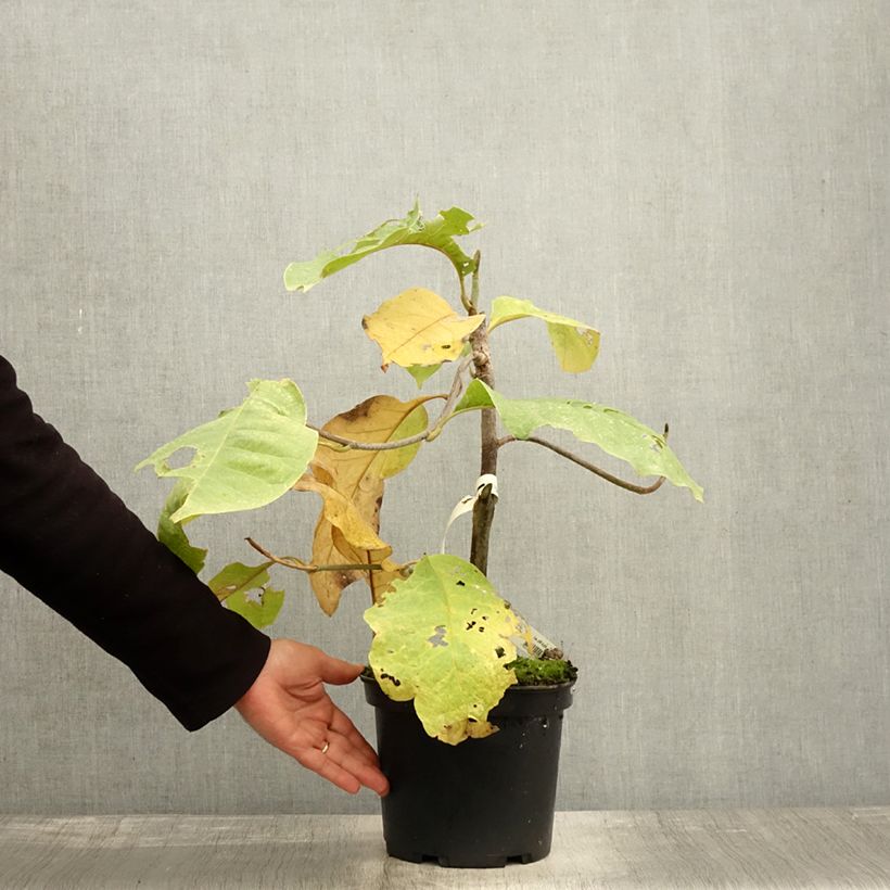 Exemplaar van Magnolia Felix Jury - Beverboom Pot van 4 l/5 l zoals geleverd in de herfst