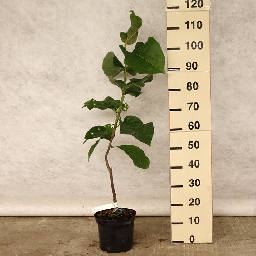 Exemplaar van Magnolia Felix Jury - Beverboom Pot van 4 l/5 l zoals geleverd in de zomer