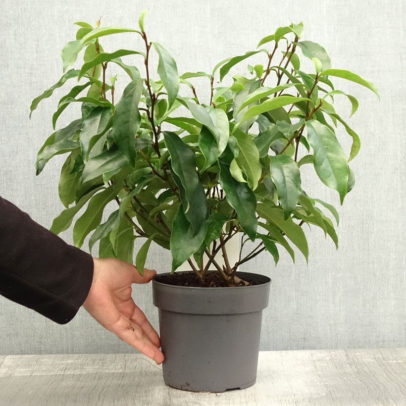 Exemplaar van Magnolia figo Stellar Ruby Pot de 3L/4L zoals geleverd in de herfst