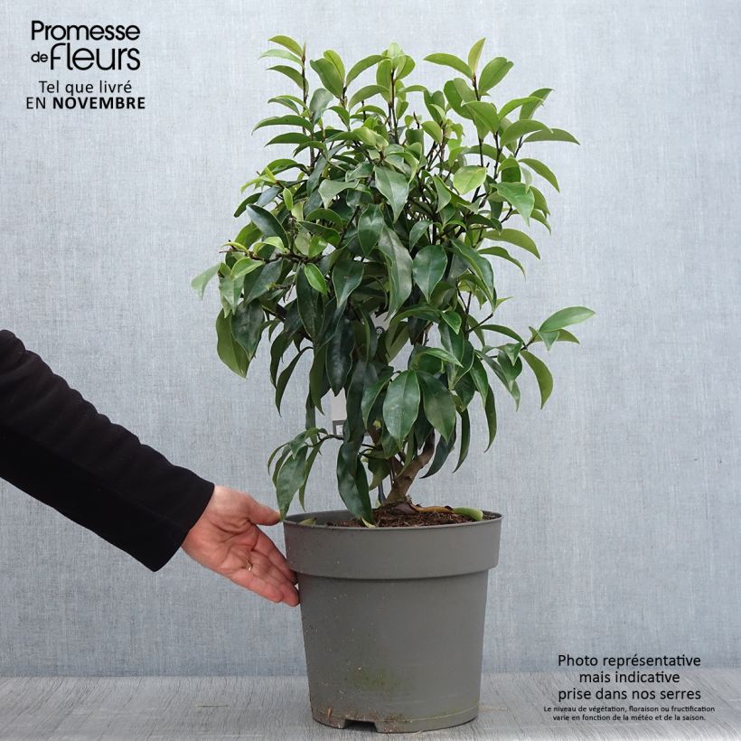 Exemplaar van Magnolia figo Stellar Ruby Pot de 6L/7L zoals geleverd in de herfst