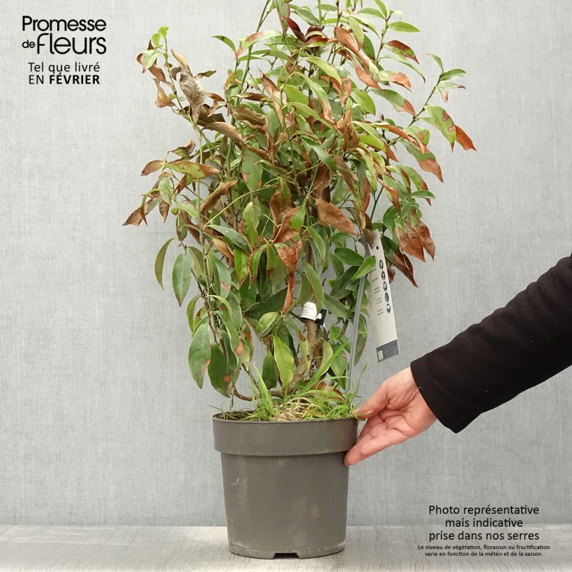 Exemplaar van Magnolia figo Stellar Ruby - Bananenstruik Pot van 6 l/7 l zoals geleverd in de winter