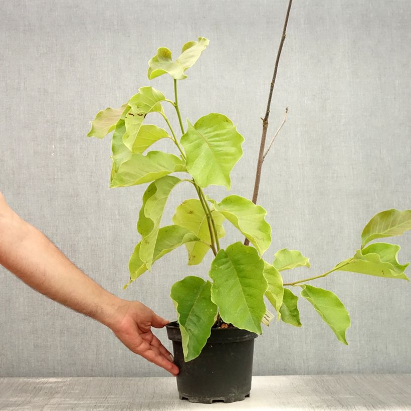 Exemplaar van Magnolia Frank's Masterpiece - Gewone magnolia Pot van 3 l/4 l zoals geleverd in de zomer