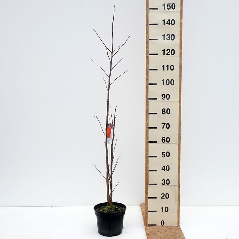 Exemplaar van Magnolia Galaxy - Beverboom Pot van 4 l/5 l zoals geleverd in de herfst