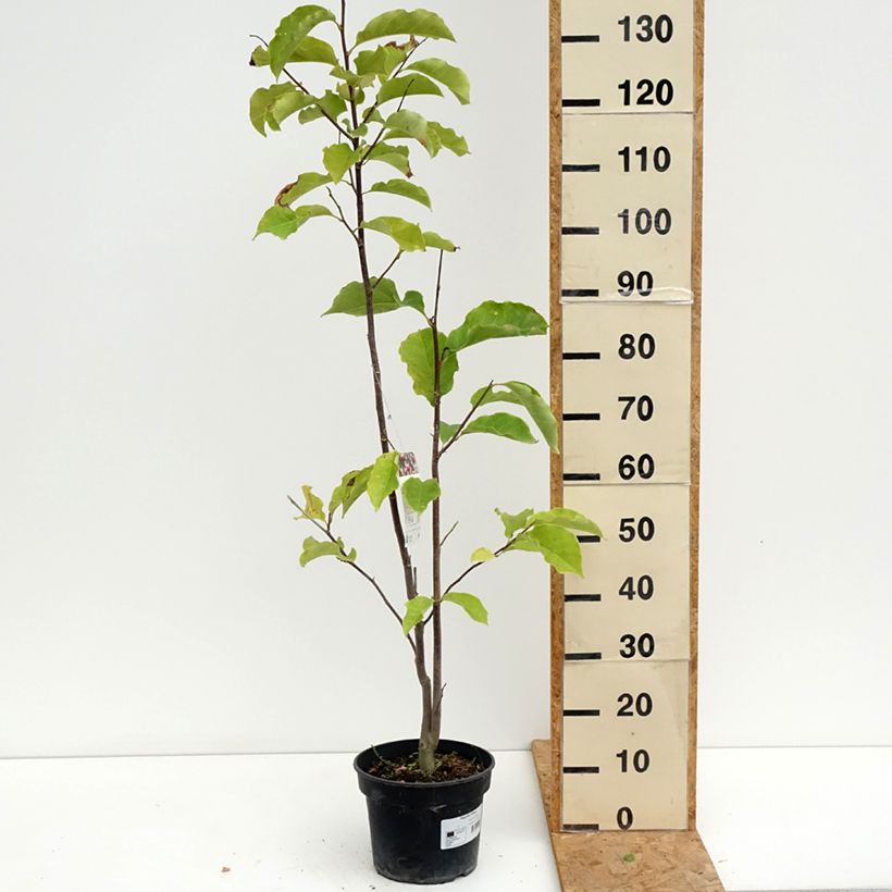 Exemplaar van Magnolia Galaxy - Beverboom Pot van 4 l/5 l zoals geleverd in de zomer