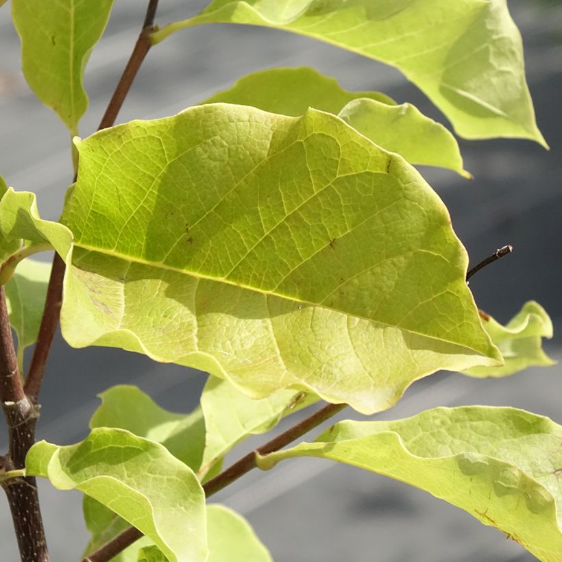 Magnolia Galaxy - Beverboom (Blad)