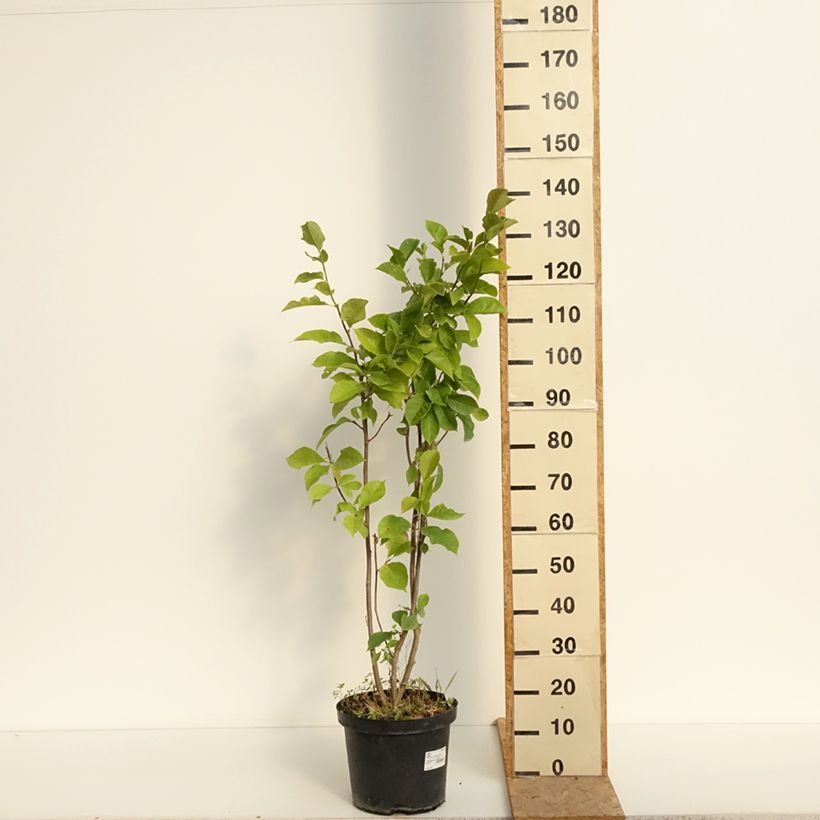 Exemplaar van Magnolia Genie - Beverboom Pot van 4 l/5 l zoals geleverd in de zomer