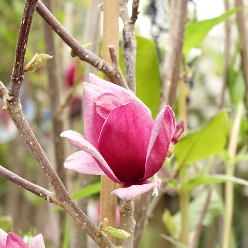 Magnolia Genie - Beverboom (Bloei)
