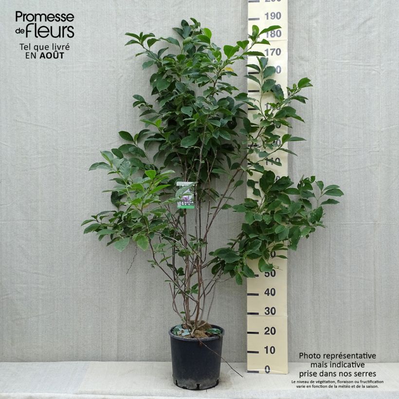 Exemplaar van Magnolia George Henry Kern - Beverboom Pot van 7,5 l/10 l zoals geleverd in de zomer